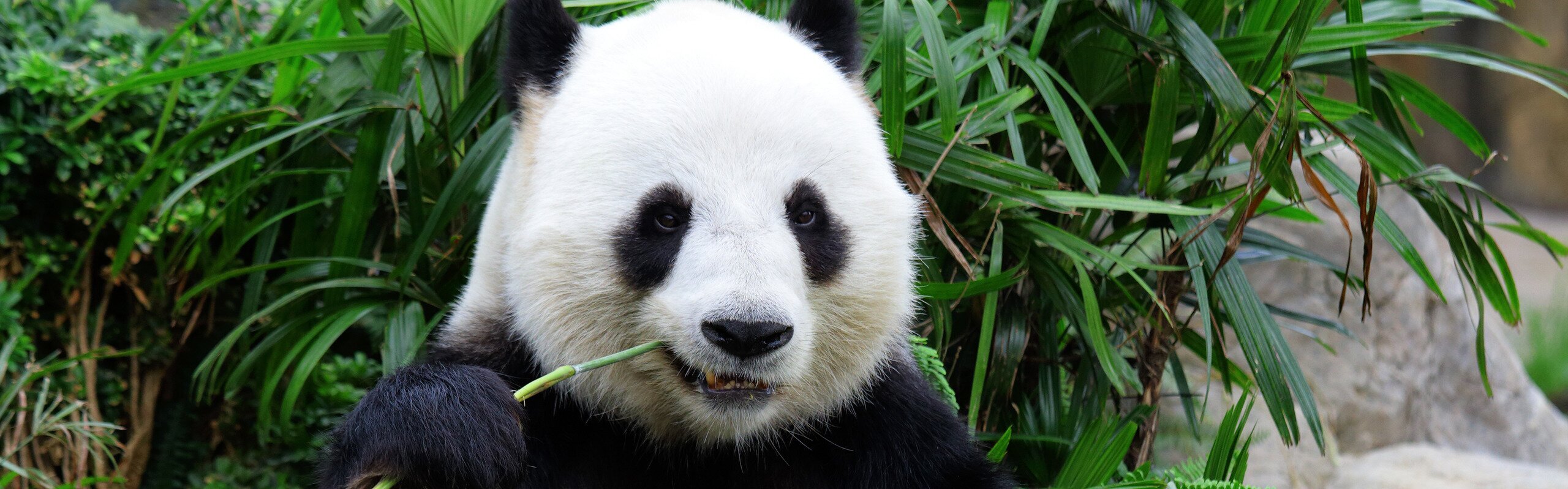 Sichuan Travel Guide - How to Plan a Trip to Sichuan