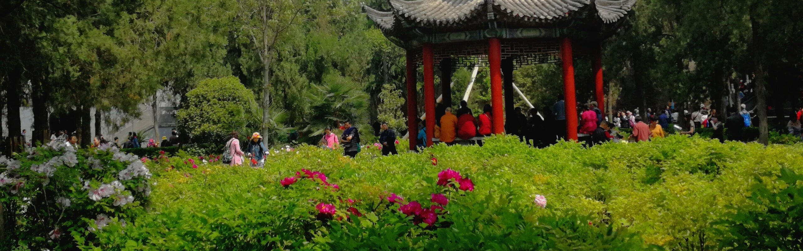 Luoyang National Peony Garden: See the Stunning Peonies