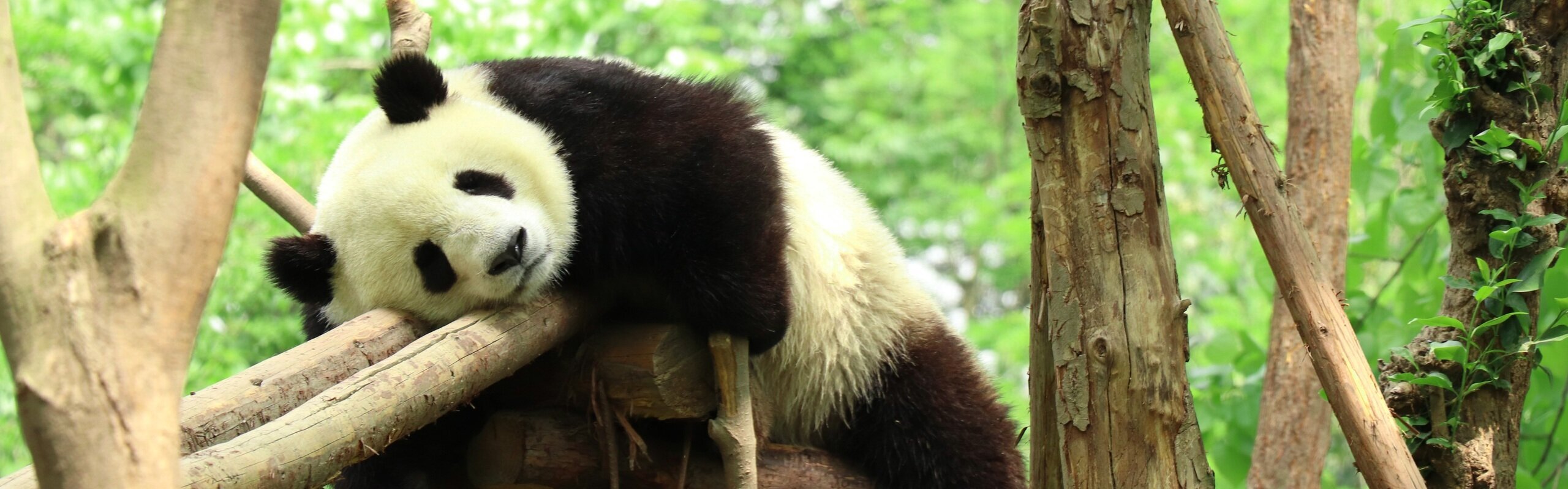 Chengdu Travel Guide: How to Plan a Trip to Chengdu 2025